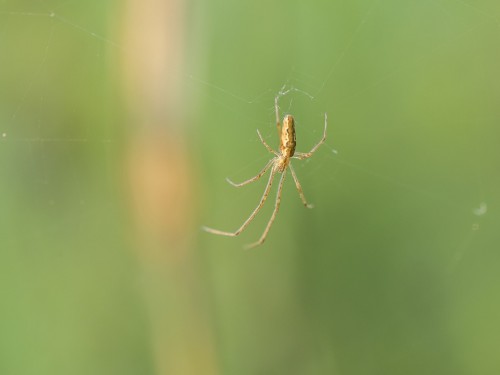 Kwadratnik trzcinowy (łac. Tetragnatha extensa ) - 8168 - Fotografia Przyrodnicza - WlodekSmardz.pl