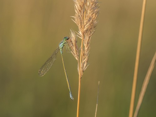 Tężnica wytworna (łac. Ischnura elegans ) - 7752 - Fotografia Przyrodnicza - WlodekSmardz.pl