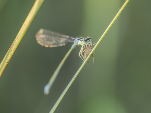 Tężnica wytworna (łac. Ischnura elegans ) - 7759 - Fotografia Przyrodnicza - WlodekSmardz.pl