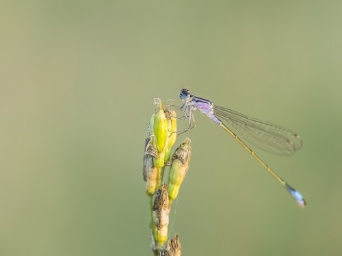 Tężnica wytworna (łac. Ischnura elegans ) - 8247 - Fotografia Przyrodnicza - WlodekSmardz.pl