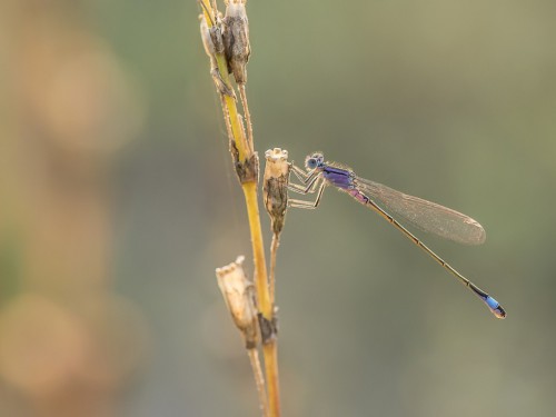 Tężnica wytworna (łac. Ischnura elegans ) - 8256 - Fotografia Przyrodnicza - WlodekSmardz.pl