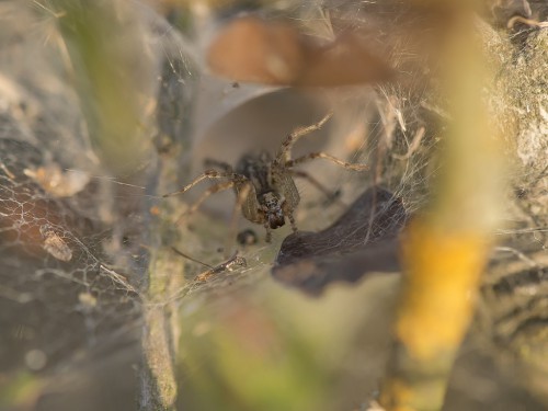 Lejkowiec labiryntowy (łac. Agelena labyrinthica ) - 7711 - Fotografia Przyrodnicza - WlodekSmardz.pl