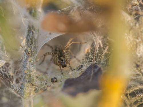 Lejkowiec labiryntowy (łac. Agelena labyrinthica ) - 7718 - Fotografia Przyrodnicza - WlodekSmardz.pl