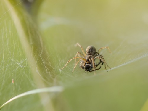 Lejkowiec labiryntowy (łac. Agelena labyrinthica ) - 8139 - Fotografia Przyrodnicza - WlodekSmardz.pl