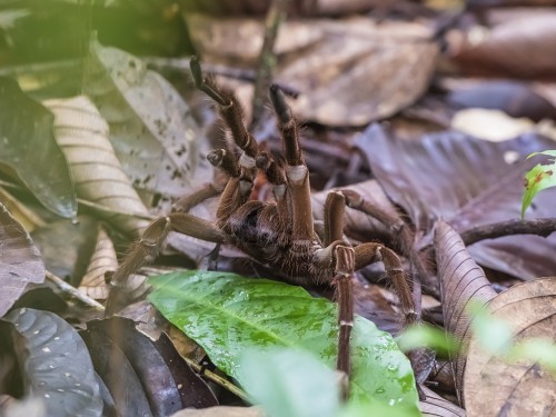 Ptasznik (łac. Theraphosa strimi ) - 6919 - Fotografia Przyrodnicza - WlodekSmardz.pl