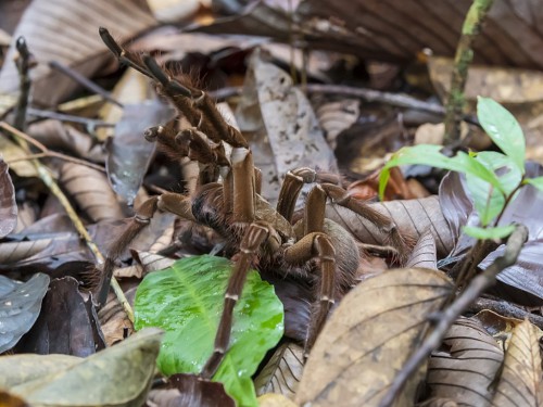 Ptasznik (łac. Theraphosa strimi ) - 6939 - Fotografia Przyrodnicza - WlodekSmardz.pl