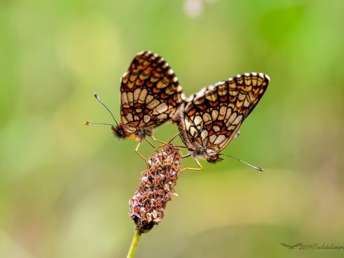 Przeplatka britomartis (łac. Melitaea britomartis) - 6398 - Fotografia Przyrodnicza - WlodekSmardz.pl