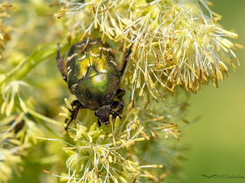 Kruszczyca złotawka (łac. Cetonia aurata) - 6988 - Fotografia Przyrodnicza - WlodekSmardz.pl