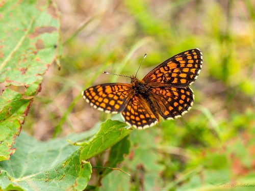 Przeplatka britomartis (łac. Melitaea britomartis) - 6360 - Fotografia Przyrodnicza - WlodekSmardz.pl