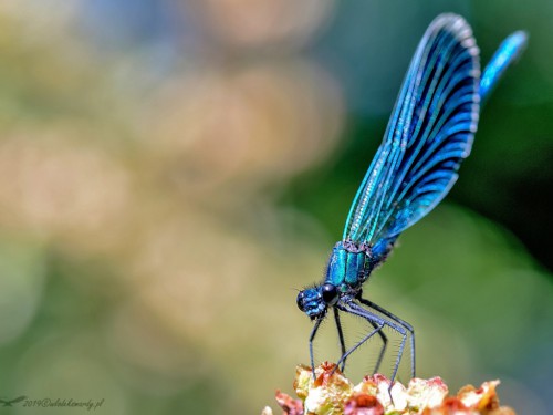 Świtezianka błyszcząca (łac. Calopteryx splendens) - 6944 - Fotografia Przyrodnicza - WlodekSmardz.pl