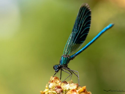 Świtezianka błyszcząca (łac. Calopteryx splendens) - 6938 - Fotografia Przyrodnicza - WlodekSmardz.pl