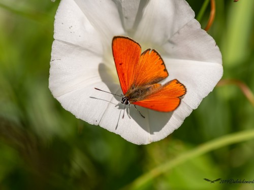 Czerwończyk nieparek (łac. Lycaena dispar) - 7064 - Fotografia Przyrodnicza - WlodekSmardz.pl