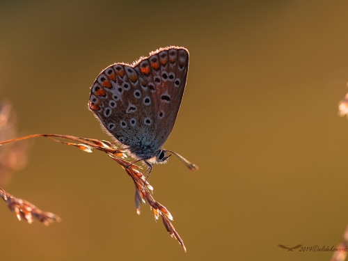 Modraszek argus (łac. Plebejus argus) - 1320 - Fotografia Przyrodnicza - WlodekSmardz.pl