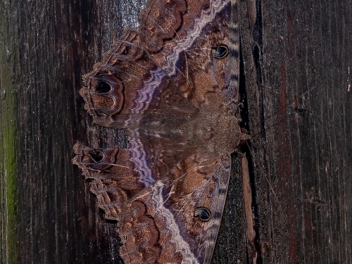 Black Witch (łac. Ascalapha odorata) - 5144 - Fotografia Przyrodnicza - WlodekSmardz.pl