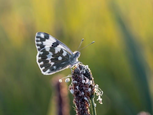 Bielinek rukiewnik (łac. Pontia daplidice) - 0394 - Fotografia Przyrodnicza - WlodekSmardz.pl