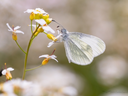 Wietek (łac. Leptidea spp.) - 7673 - Fotografia Przyrodnicza - WlodekSmardz.pl