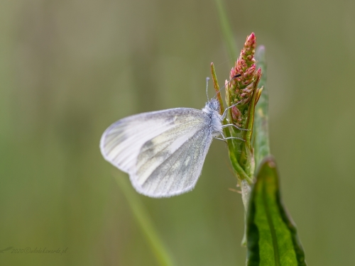 Wietek (łac. Leptidea spp.) - 7678 - Fotografia Przyrodnicza - WlodekSmardz.pl