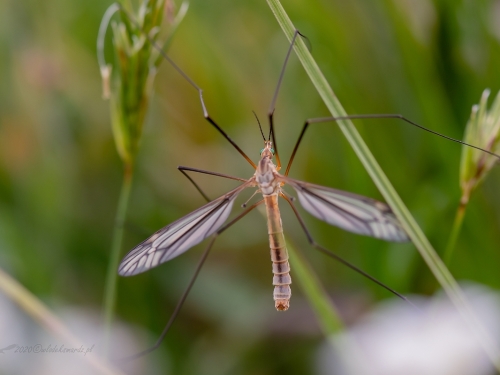 Olbrzymka łąkowa (łac. Pedicia rivosa) - 7665 - Fotografia Przyrodnicza - WlodekSmardz.pl