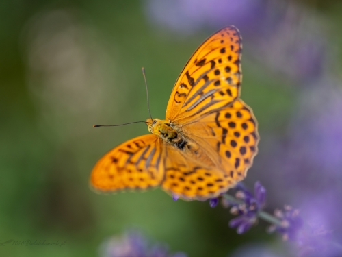 Dostojka malinowiec (łac. Argynnis paphia) - 0565 - Fotografia Przyrodnicza - WlodekSmardz.pl