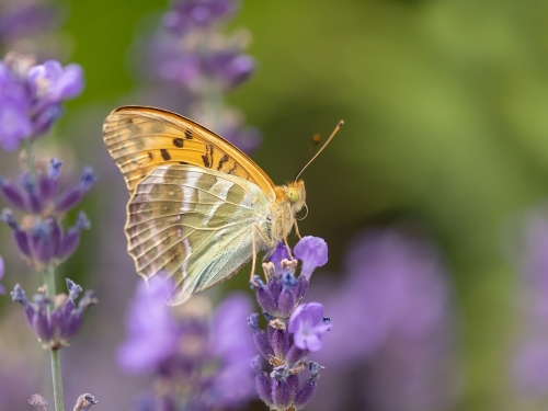 Dostojka malinowiec (łac. Argynnis paphia) - 0595 - Fotografia Przyrodnicza - WlodekSmardz.pl