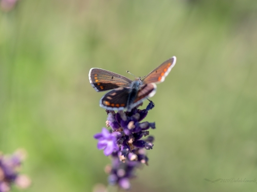 Modraszek argus (łac. Plebejus argus) - 0892 - Fotografia Przyrodnicza - WlodekSmardz.pl