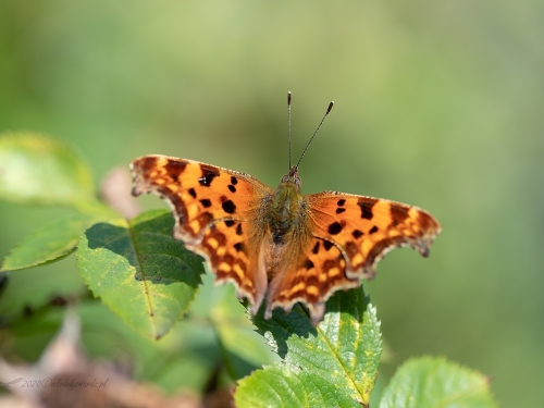 Rusałka ceik (łac. Polygonia c-album) - 0920 - Fotografia Przyrodnicza - WlodekSmardz.pl