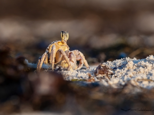 Krab ocypode (łac. Ocypode quadrata) - 6926 - Fotografia Przyrodnicza - WlodekSmardz.pl