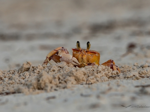 Krab ocypode (łac. Ocypode quadrata) - 6868 - Fotografia Przyrodnicza - WlodekSmardz.pl