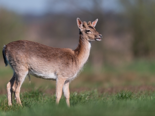 Daniel (ang. Fallow deer, łac. Dama dama) - 9006 - Fotografia Przyrodnicza - WlodekSmardz.pl