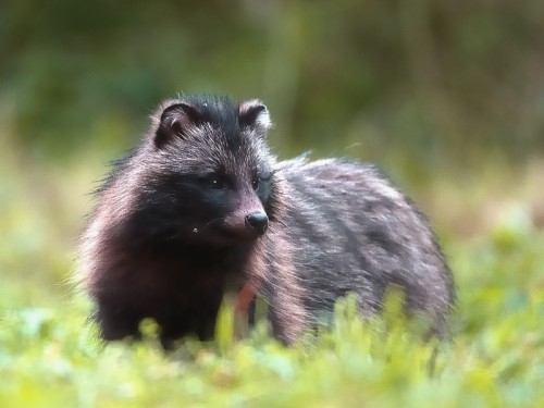 Jenot (ang. Racoon dog łac. Nyctereutes procyonoides ) - 0211- Fotografia Przyrodnicza - WlodekSmardz.pl