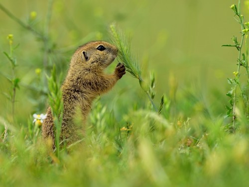 Suseł moręgowany (ang. European souslik, łac. Spermophilus citellus) - 2855 - Fotografia Przyrodnicza - WlodekSmardz.pl