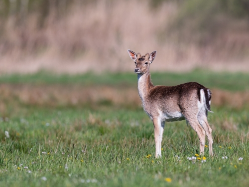 Daniel (ang. Fallow deer, łac. Dama dama) - 9086 - Fotografia Przyrodnicza - WlodekSmardz.pl