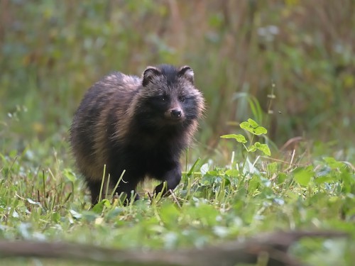 Jenot (ang. Racoon dog łac. Nyctereutes procyonoides ) - Fotografia Przyrodnicza - WlodekSmardz.pl