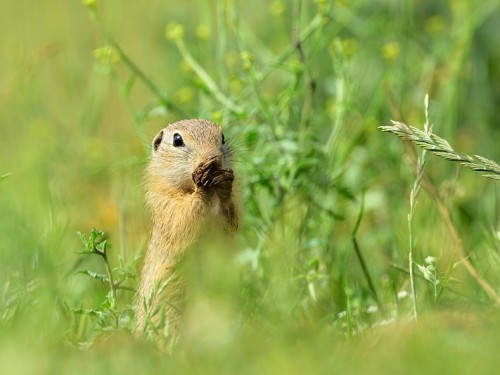 Suseł moręgowany (ang. European souslik, łac. Spermophilus citellus) - 2619 - Fotografia Przyrodnicza - WlodekSmardz.pl