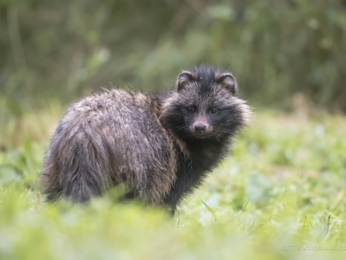 Jenot (ang. Racoon dog łac. Nyctereutes procyonoides ) - 0318 - Fotografia Przyrodnicza - WlodekSmardz.pl