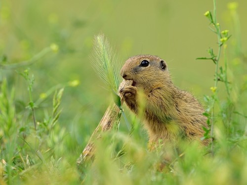 Suseł moręgowany (ang. European souslik, łac. Spermophilus citellus) - 2936 - Fotografia Przyrodnicza - WlodekSmardz.pl