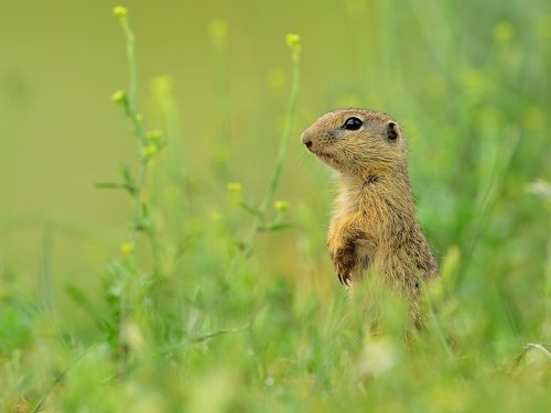 Suseł moręgowany (ang. European souslik, łac. Spermophilus citellus) - 2923 - Fotografia Przyrodnicza - WlodekSmardz.pl