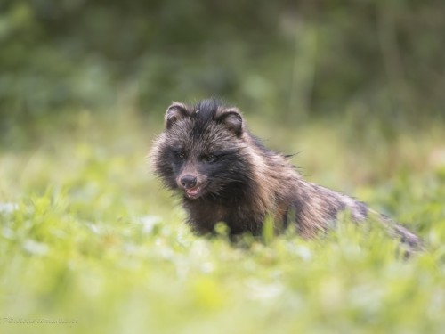 Jenot (ang. Racoon dog łac. Nyctereutes procyonoides ) - 0280 - Fotografia Przyrodnicza - WlodekSmardz.pl