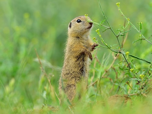 Suseł moręgowany (ang. European souslik, łac. Spermophilus citellus) - 2739 - Fotografia Przyrodnicza - WlodekSmardz.pl