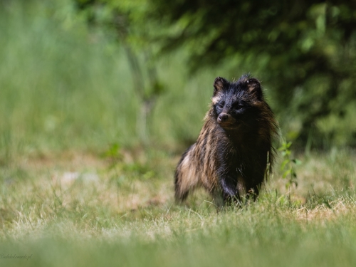 Jenot (ang. Racoon dog łac. Nyctereutes procyonoides ) - 7828 - Fotografia Przyrodnicza - WlodekSmardz.pl