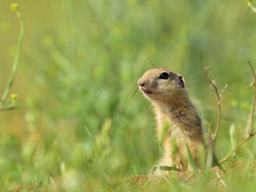 Suseł moręgowany (ang. European souslik, łac. Spermophilus citellus) - 2508 - Fotografia Przyrodnicza - WlodekSmardz.pl