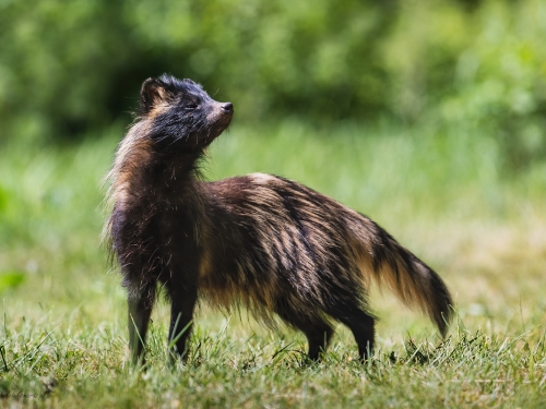 Jenot (ang. Racoon dog łac. Nyctereutes procyonoides ) - 7912 - Fotografia Przyrodnicza - WlodekSmardz.pl