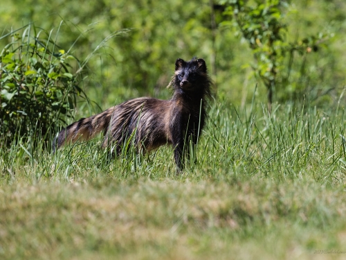 Jenot (ang. Racoon dog łac. Nyctereutes procyonoides ) - 7995 - Fotografia Przyrodnicza - WlodekSmardz.pl