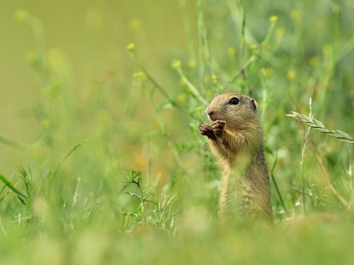 Suseł moręgowany (ang. European souslik, łac. Spermophilus citellus) - 2638 - Fotografia Przyrodnicza - WlodekSmardz.pl