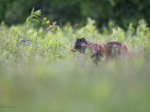 Jenot (ang. Racoon dog łac. Nyctereutes procyonoides ) - 3947- Fotografia Przyrodnicza - WlodekSmardz.pl