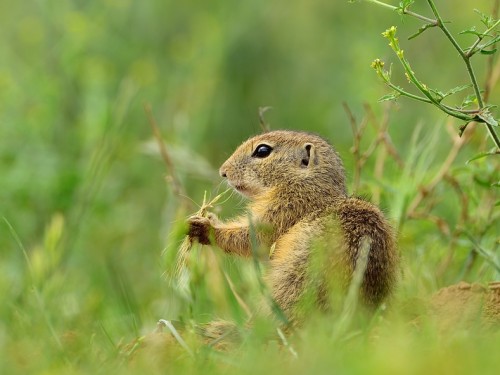 Suseł moręgowany (ang. European souslik, łac. Spermophilus citellus) - 2703 - Fotografia Przyrodnicza - WlodekSmardz.pl