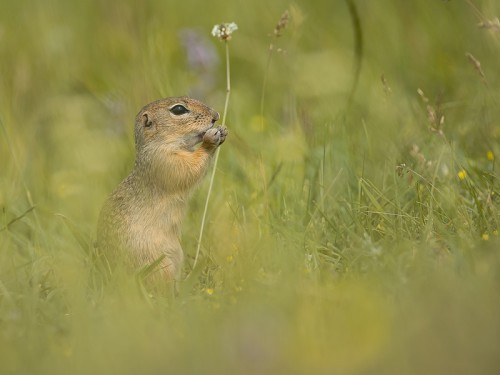 Suseł moręgowany (ang. European souslik, łac. Spermophilus citellus) - 3962 - Fotografia Przyrodnicza - WlodekSmardz.pl