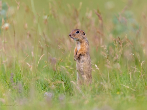 Suseł moręgowany (ang. European souslik, łac. Spermophilus citellus) - 3945 - Fotografia Przyrodnicza - WlodekSmardz.pl