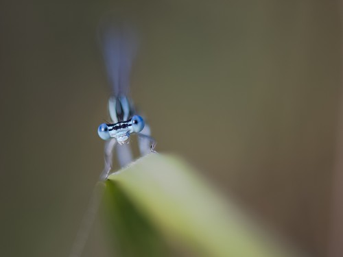 Pałątka niebieskooka (łac. Lestes dryas) - Fotografia Przyrodnicza - WlodekSmardz.pl