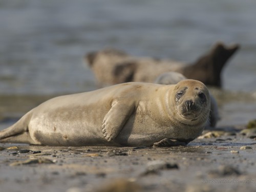 Foka szara (ang. Grey seal łac. Halichoerus grypus)  9274 - Fotografia Przyrodnicza - WlodekSmardz.pl